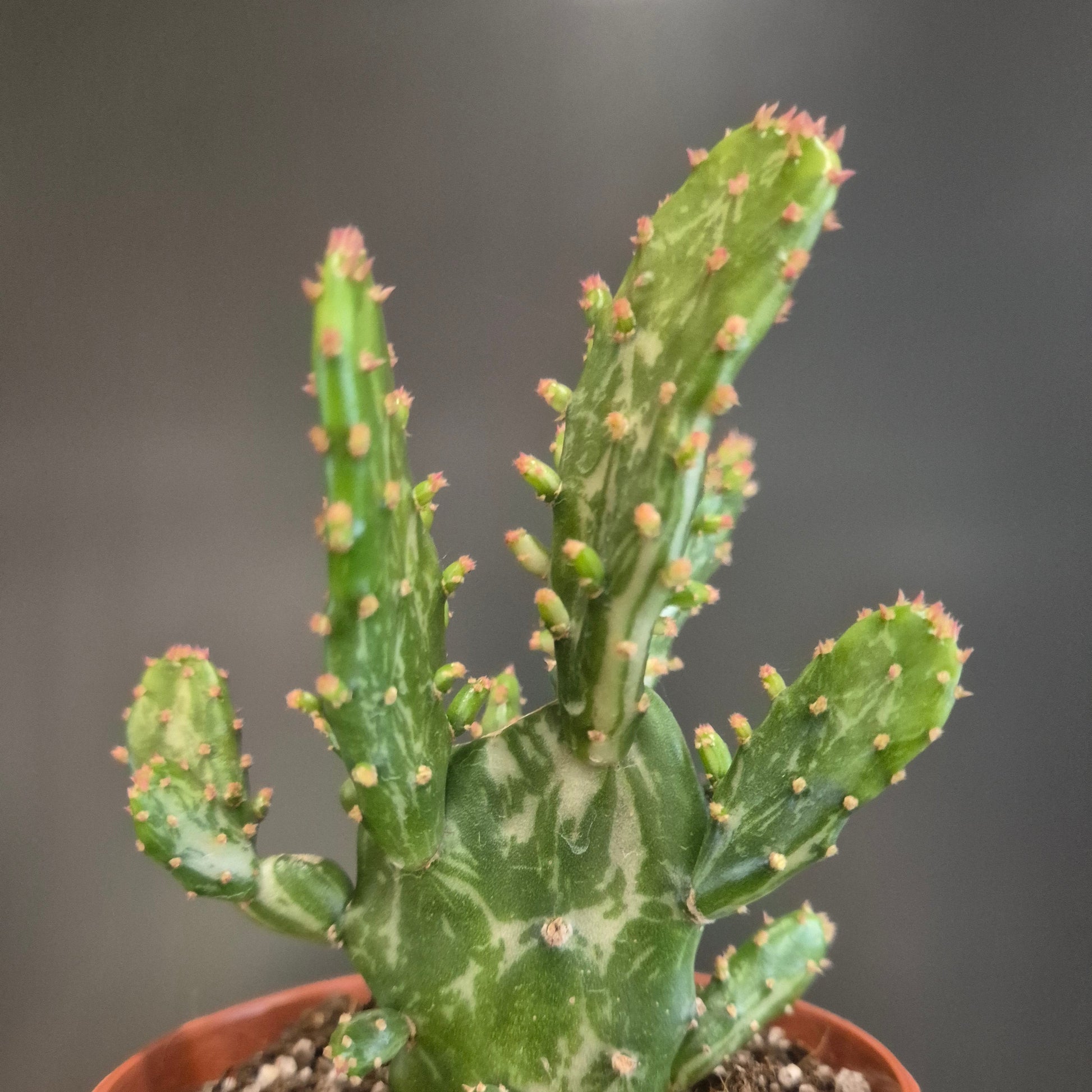 Cactus plant in a pot against a dark background