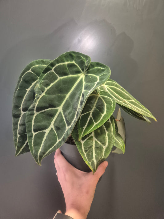 Anthurium Chrystallinum - Velvet Anthurium - 14cm | Houseplant