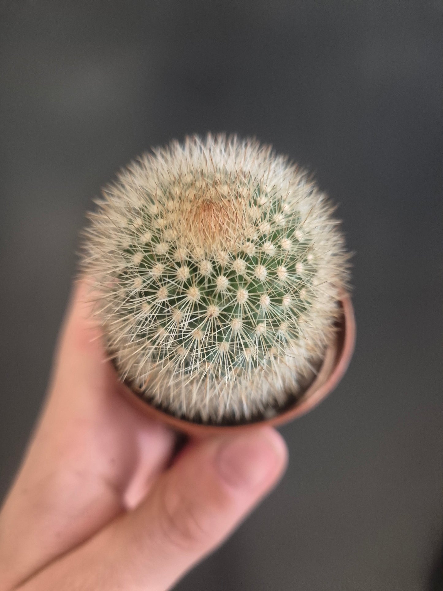 Mammillaria Hahniana - Old Lady Cactus - 5.5cm | Houseplant