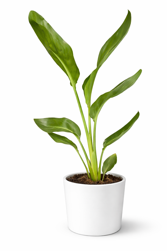Strelitzia Reginae - Bird Of Paradise - 12cm | Houseplant