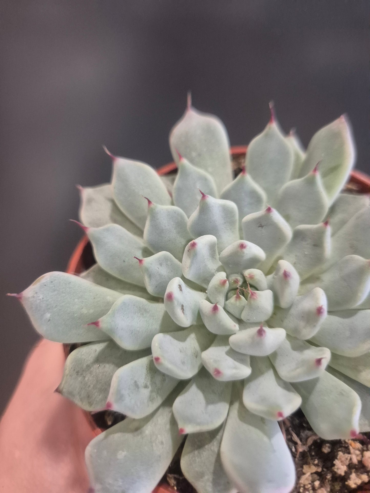 Echeveria colorata 'Haage' - 8.5cm | Houseplant