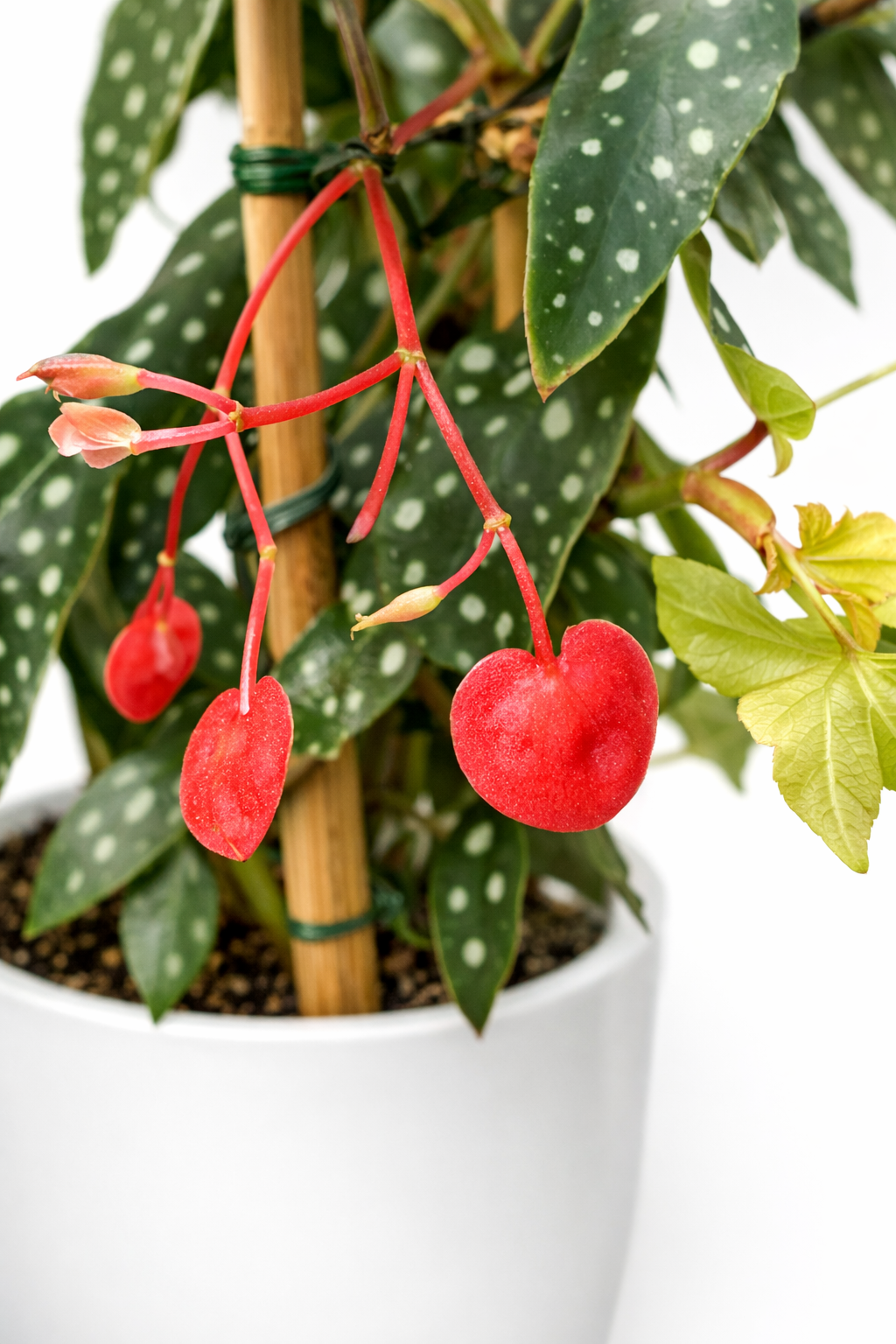 Begonia Tamaya - 14cm | Houseplant