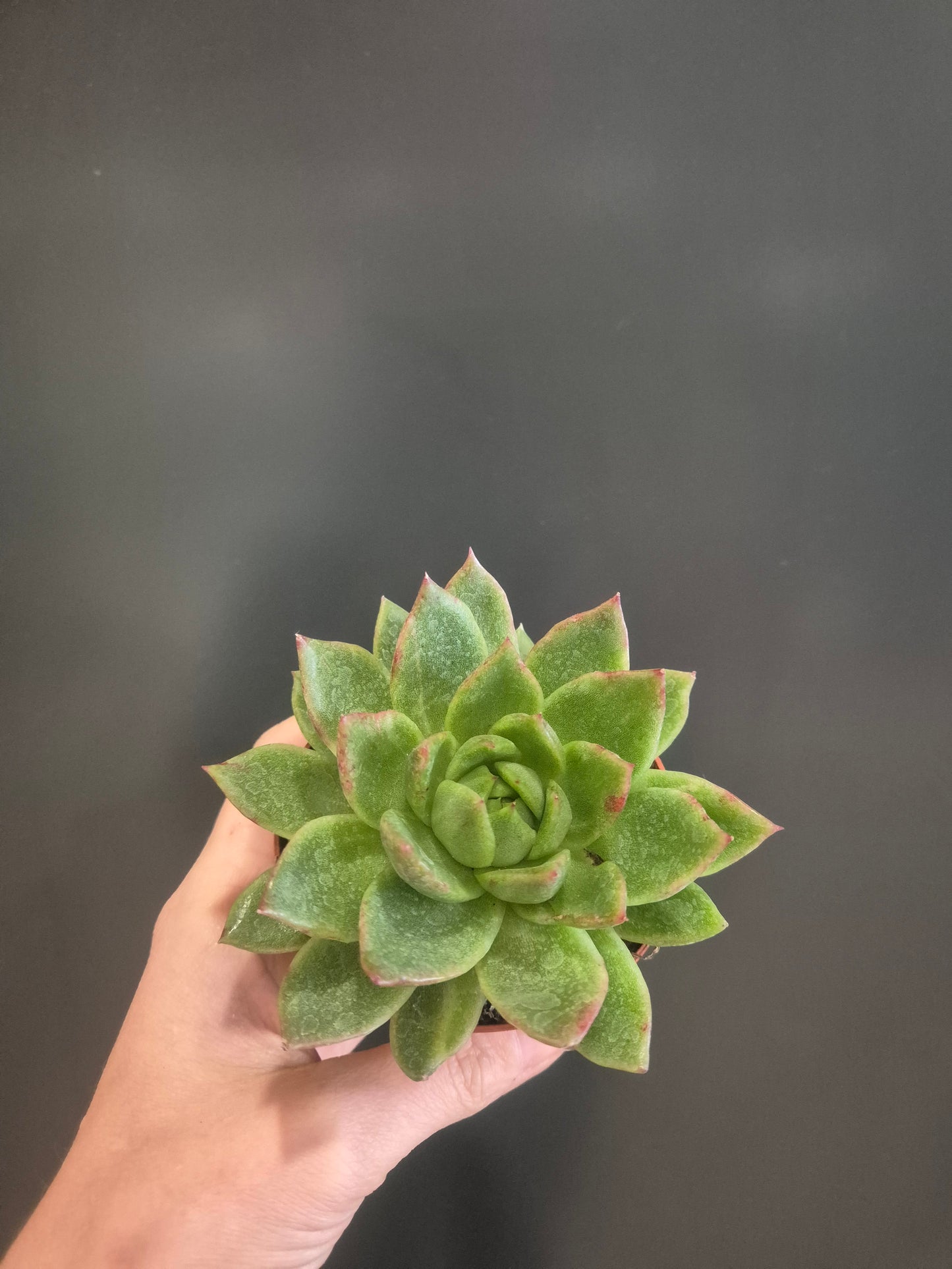 Echeveria Agavoides - Wax Agave - 8.5cm | Houseplant