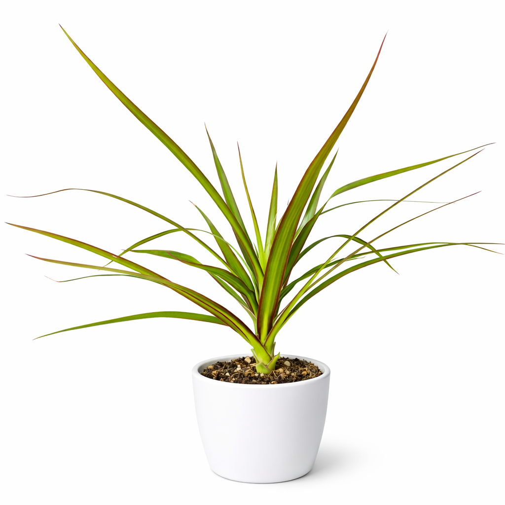 Dracaena - Dragon Tree - 12cm | Houseplant