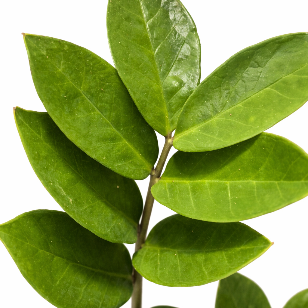 Zamio Zamifolia - ZZ Plant - 12cm | Houseplant