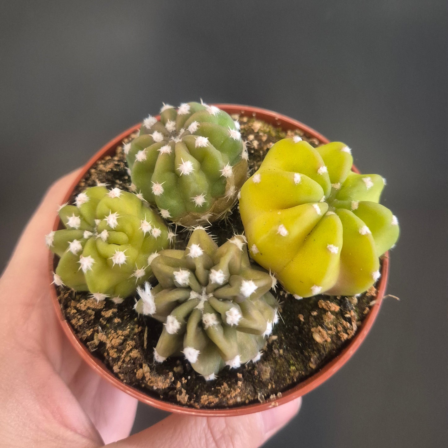 Echinopsis subdenudata - Domino Cactus - 8.5cm | Houseplant