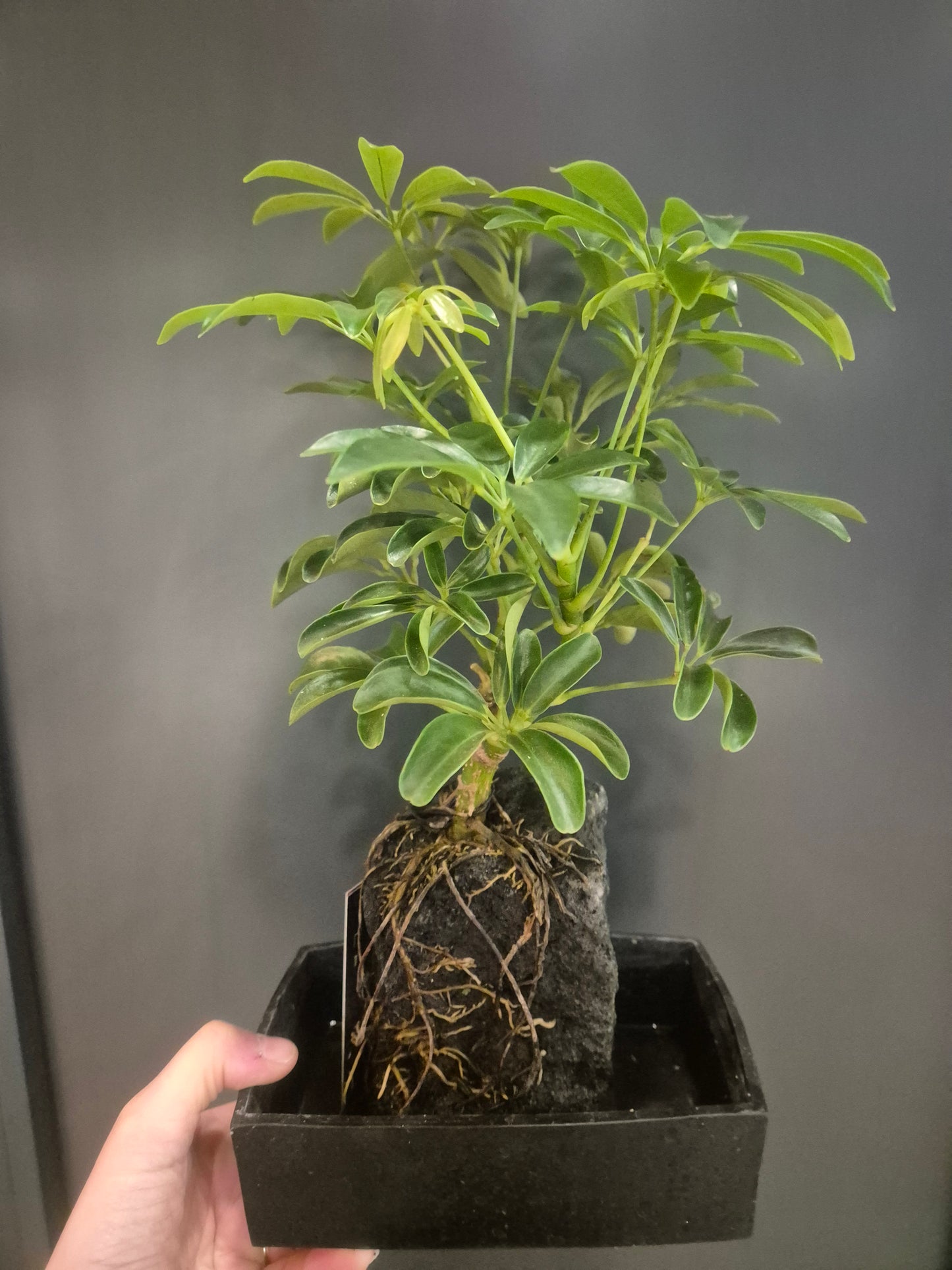 Lava Rock Plant - Schefflera - Umbrella Plant | Houseplant