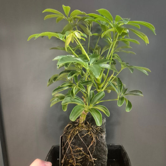 Lava Rock Plant - Schefflera - Umbrella Plant | Houseplant