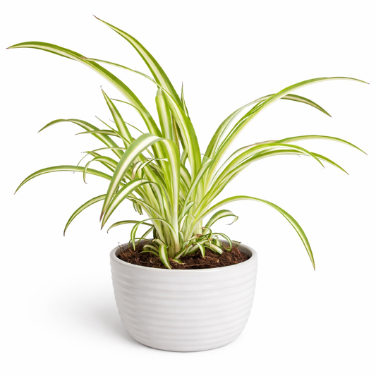 Potted spider plant with green and yellow leaves on a white background