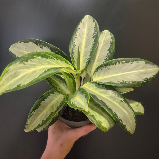 Aglaonema Silver Blue - Chinese Evergreen - 12cm | Houseplant