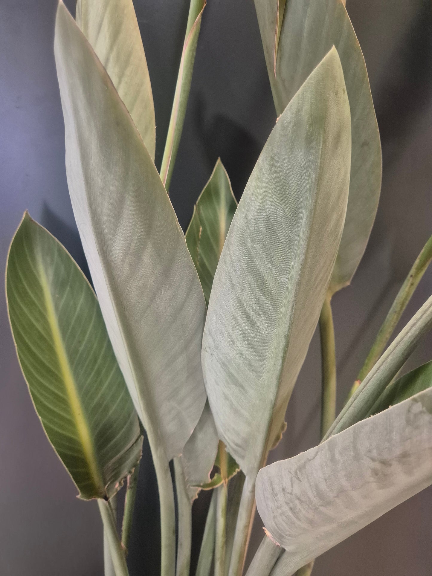 Strelitzia Reginae - Bird Of Paradise - 27cm | Houseplant