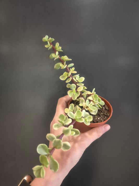 Portulacaria afra Variegata - Elephant Bush - 8.5cm | Houseplant