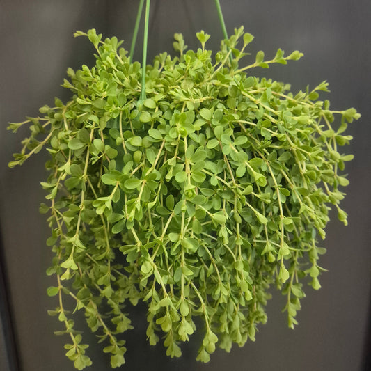 Trailing Jade - Peperomia Isabella - 14cm | Houseplant