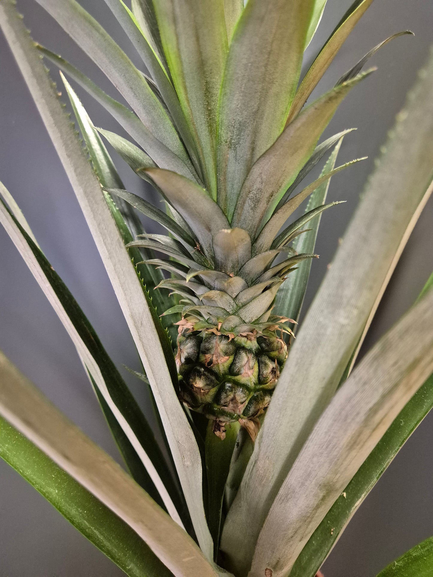 Ananas champaca - Pineapple Plant | Houseplant