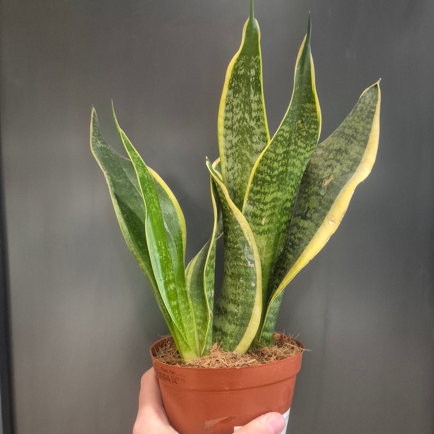 Sansevieria Futura Superba - Snake Plant - 12cm | Houseplant