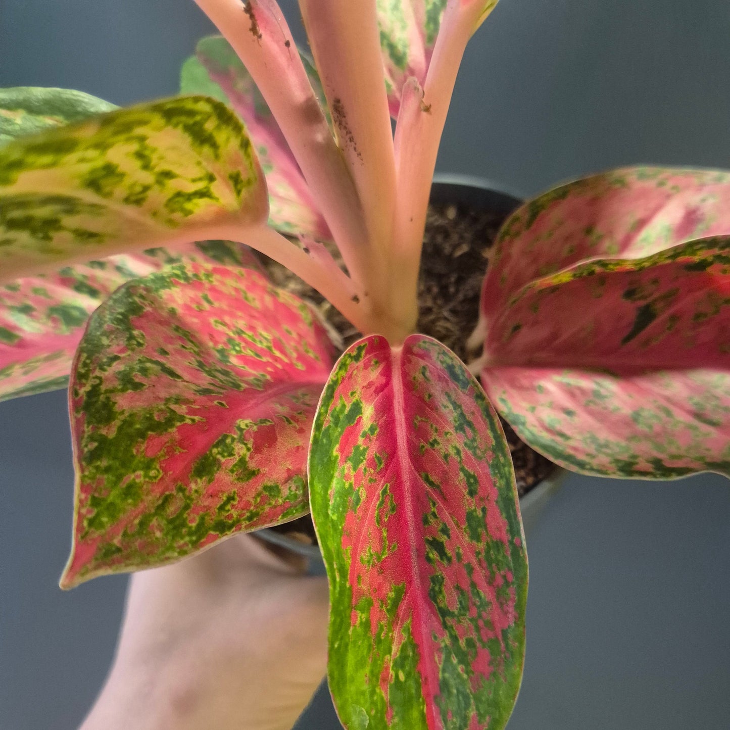 Variegated green and pink leaves of a houseplant held by a person against a neutral background