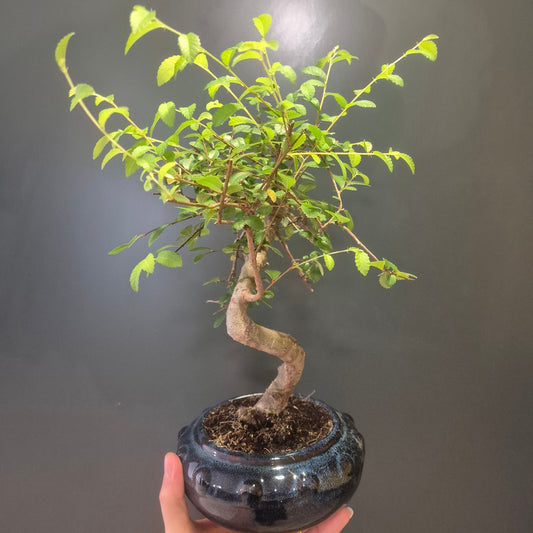 Bonsai Zelkova - Japanese Elm - 17cm | Houseplant