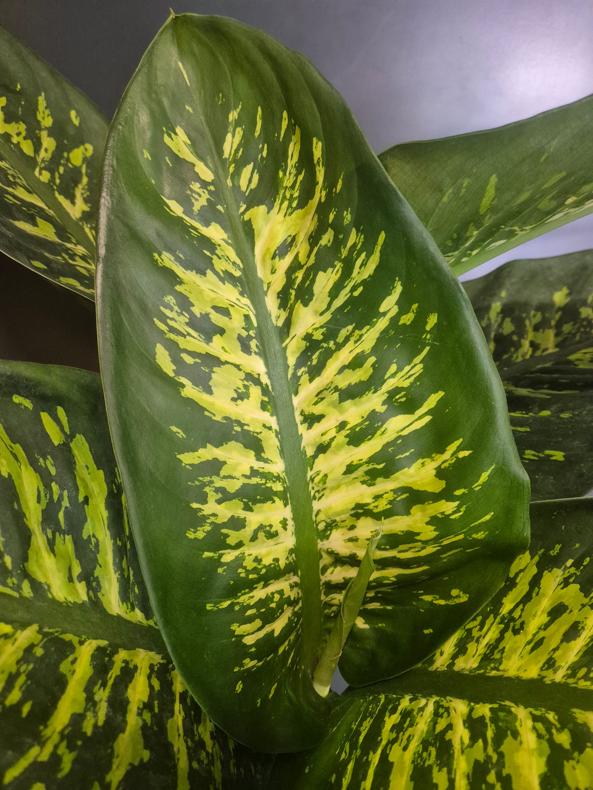 Close-up of a variegated houseplant leaf with a large green leaf featuring bright yellow mottled patterns, surrounded by similar leaves.
