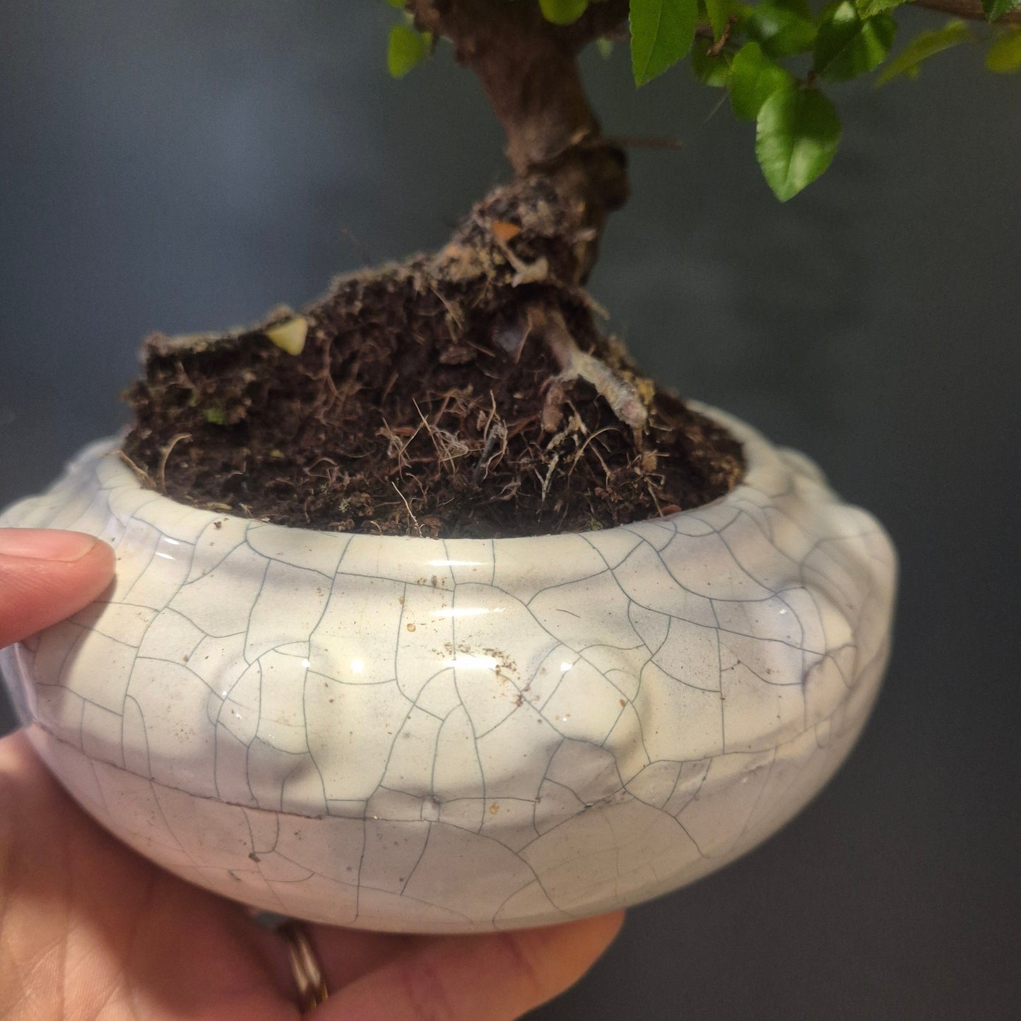 Bonsai Sageretia - Chinese Sweet Plum - 17cm | Houseplant