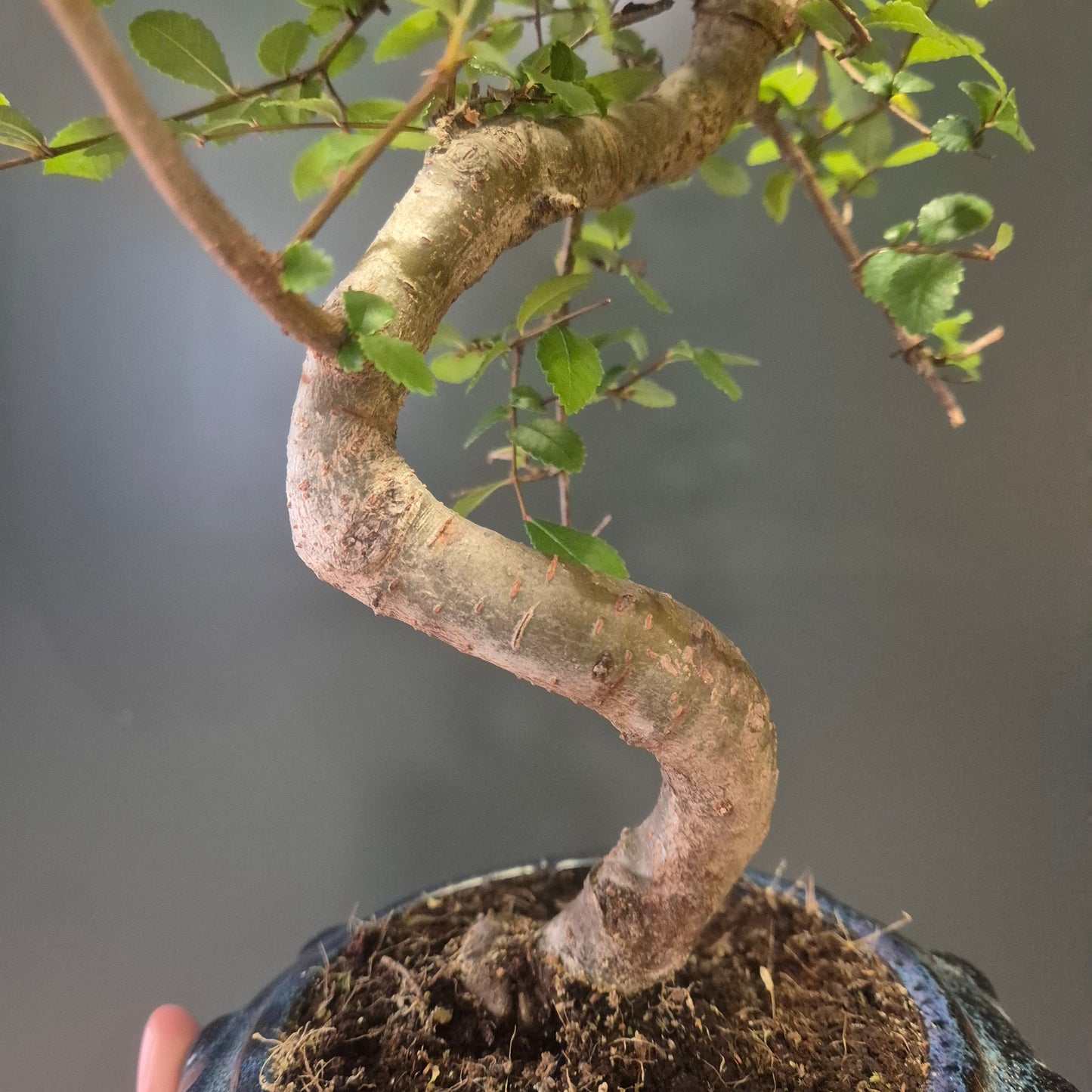 Bonsai Zelkova - Japanese Elm - 17cm | Houseplant