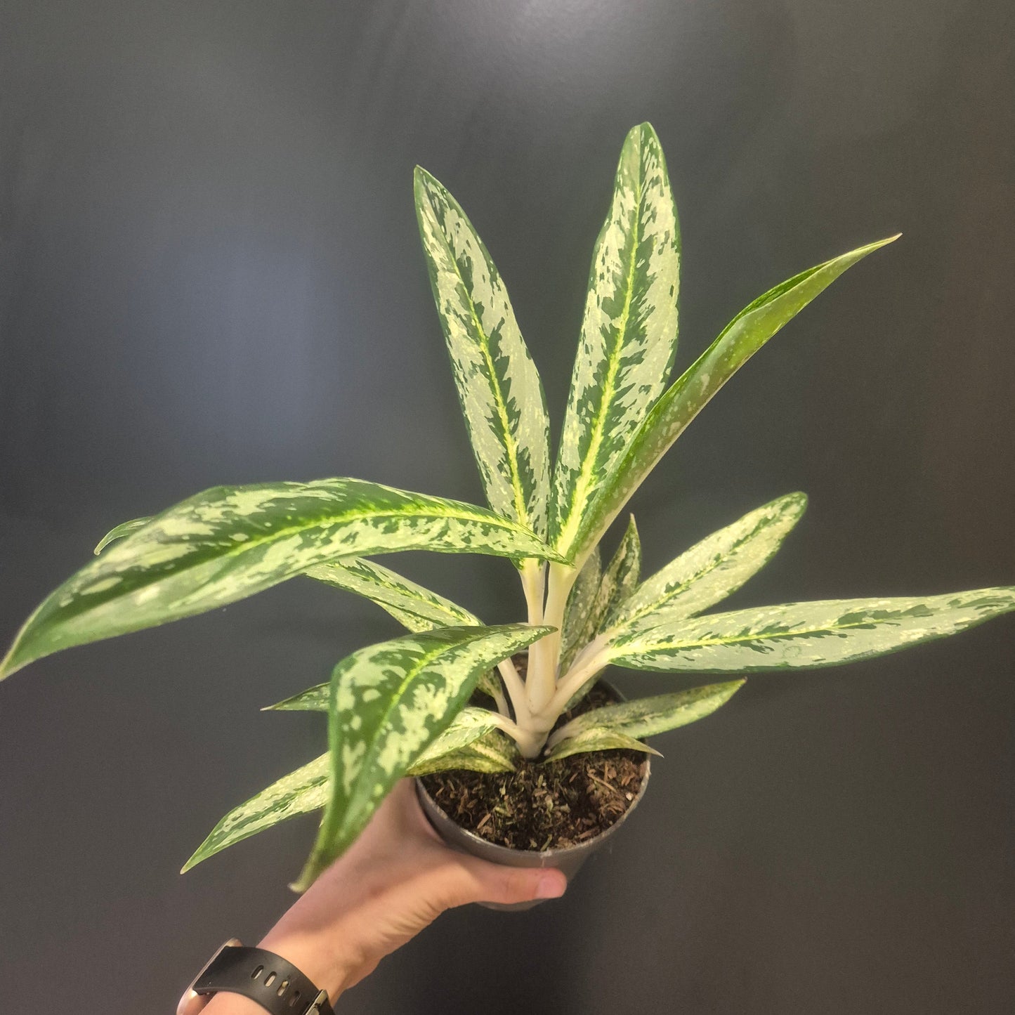 Hand holding a potted plant with a dark background
