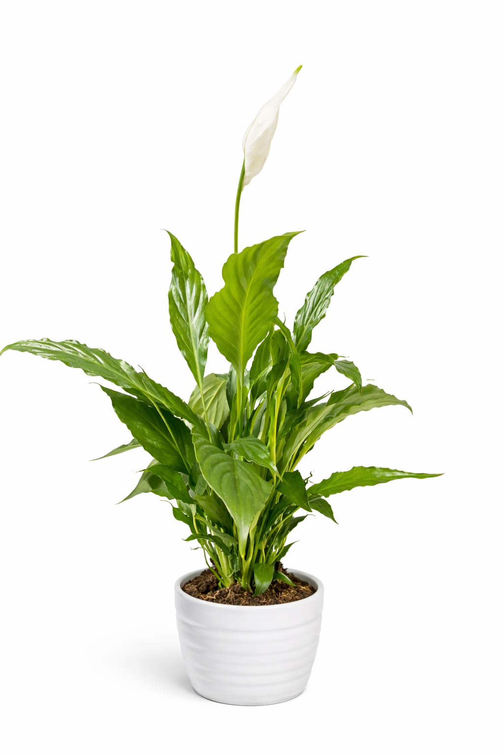 Peace Lily Chopin - Spathiphyllum - 9cm | Houseplant