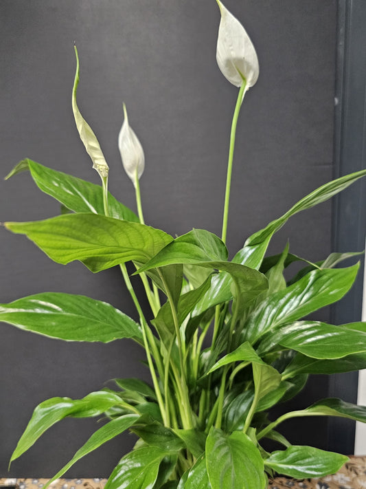 Peace Lily - Houseplant