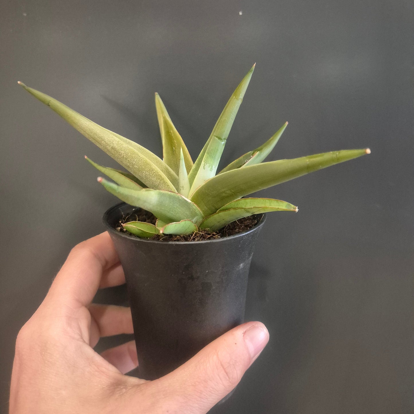 Sansevieria Mix - Snake Plants - 7.5cm | Houseplant