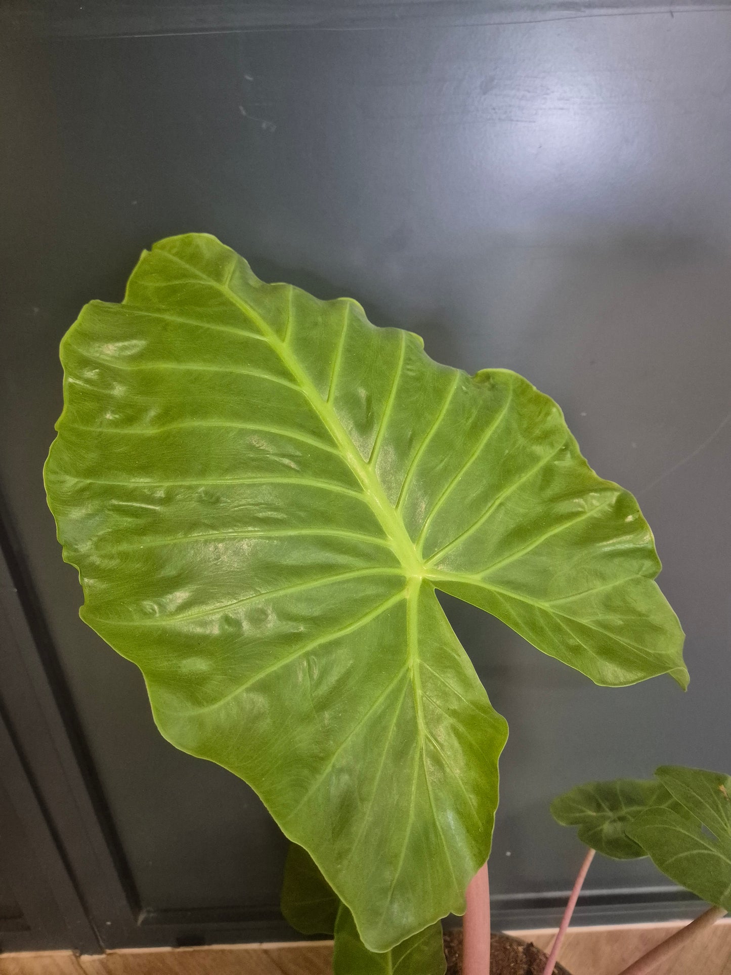 Alocasia Imperial Red Houseplant | Large Tropical Statement Plant 24cm