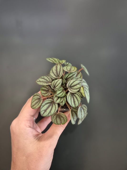Peperomia Emerald Ripple - Radiator Plant | Houseplant