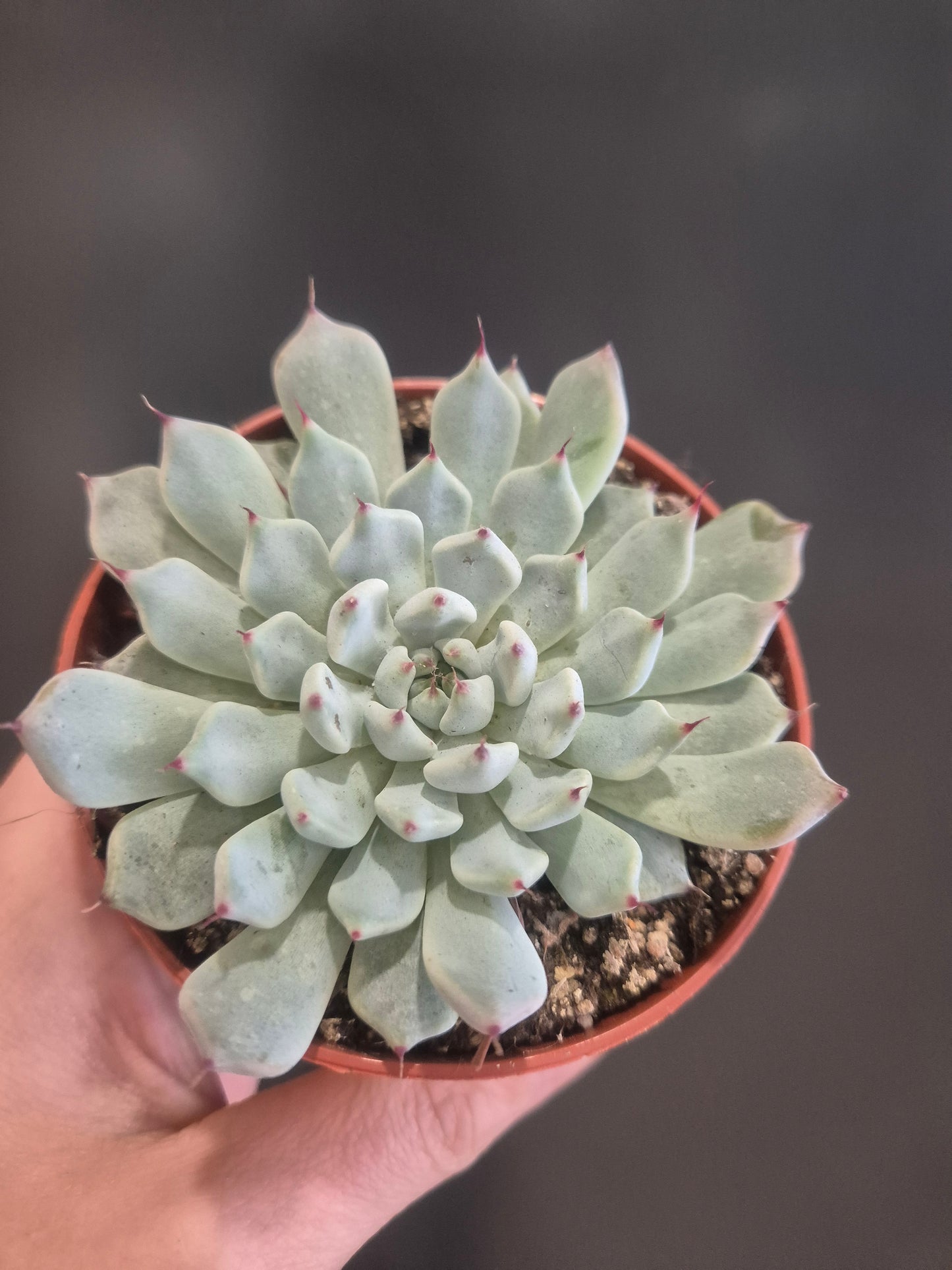 Echeveria colorata 'Haage' - 8.5cm | Houseplant