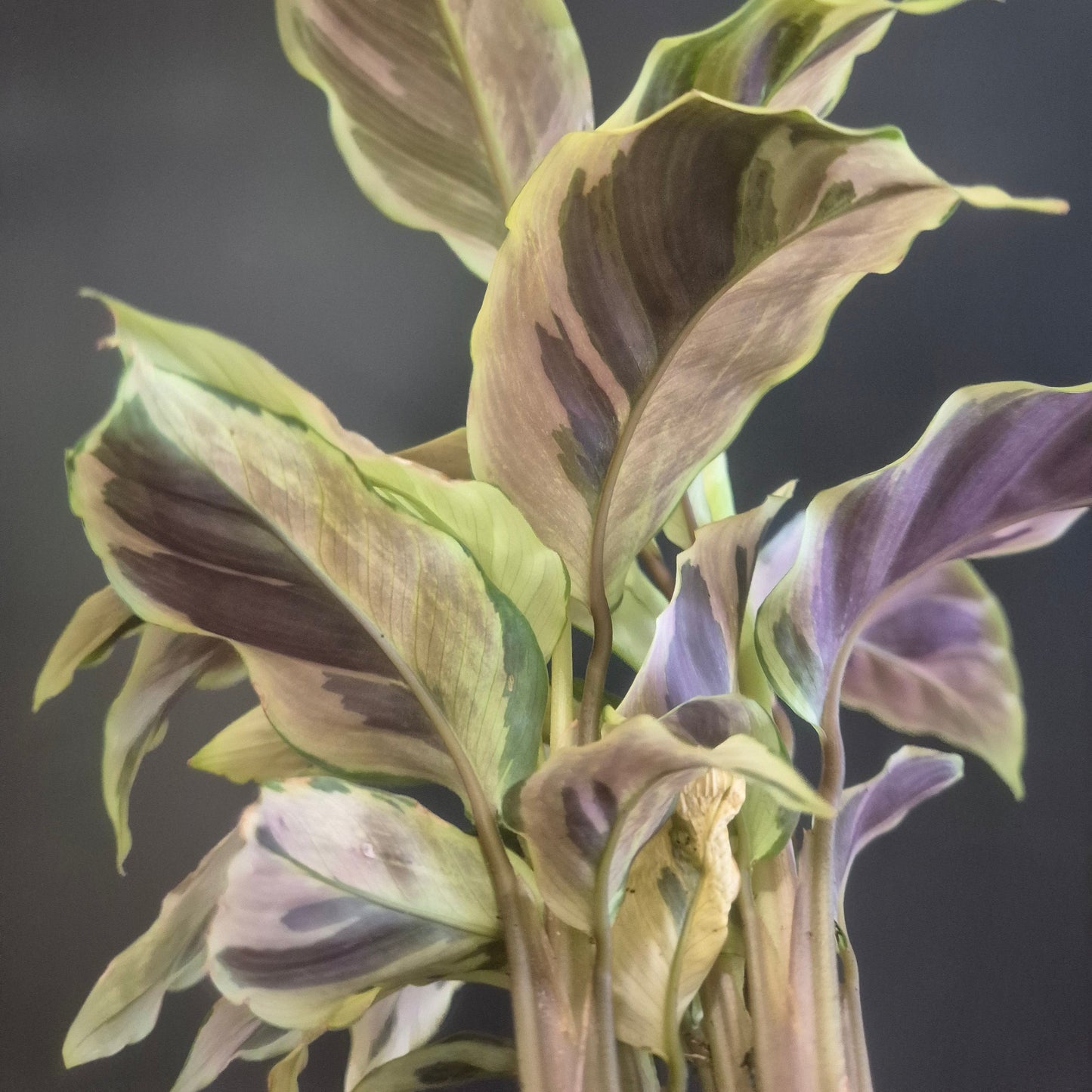 Calathea Yellow Fusion - Prayer Plant - 7cm | Houseplant