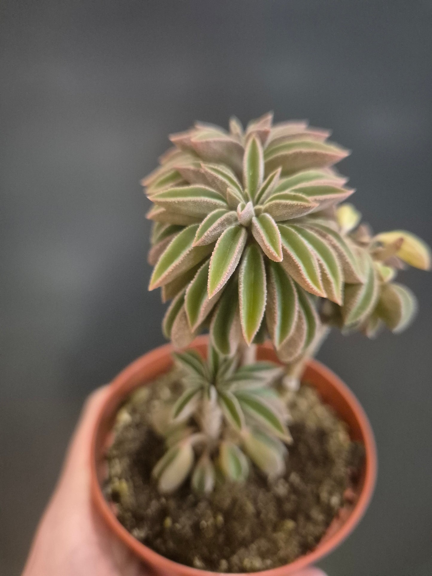 Peperomia asperula - Taco Plant - 8.5cm | Houseplant
