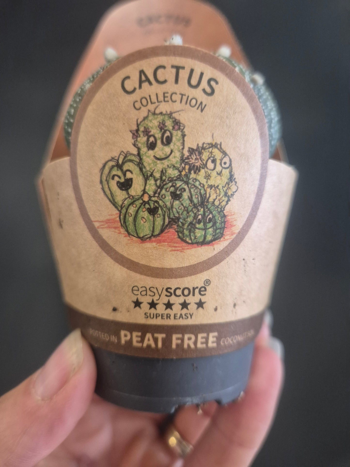 Astrophytum Ornatum Houseplant | Monk's Hood Cactus | Easy Care Cactus 6cm