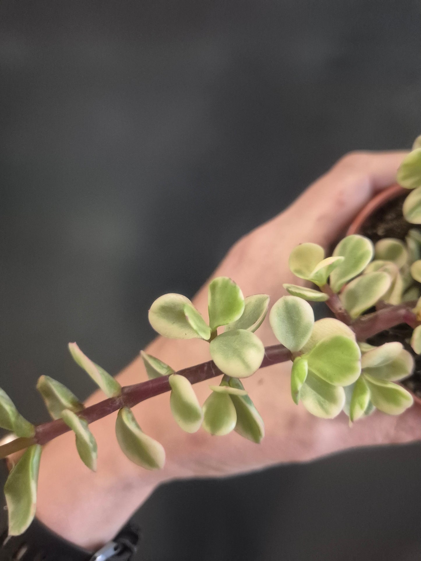 Portulacaria afra Variegata - Elephant Bush - 8.5cm | Houseplant