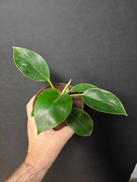 Philodendron Birkin | Houseplant