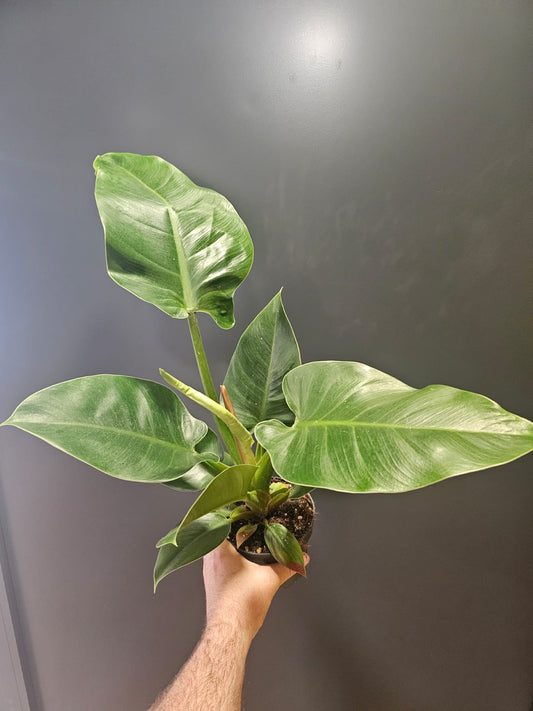 Philodendron Imperial Green | Houseplant Plant Paradise By Gemma