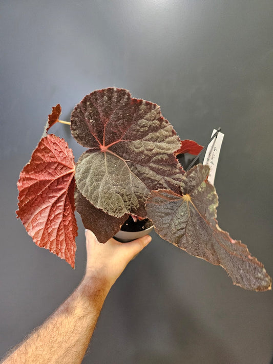 Begonia Leaf Taconite | Houseplant Plant Paradise By Gemma