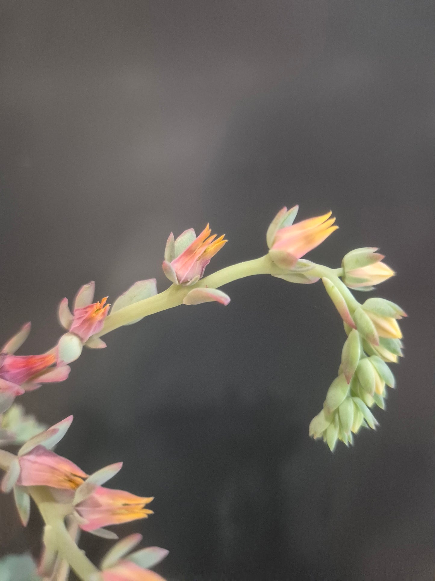 Echeveria Secunda - 8.5cm | Houseplant