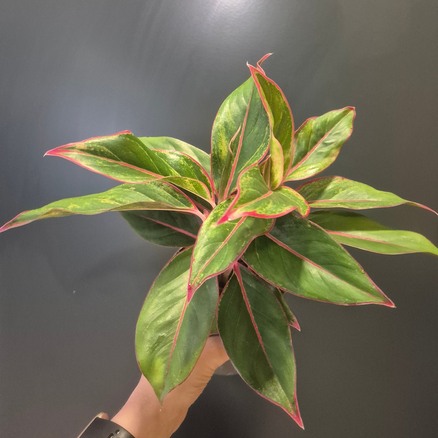 Hand holding a potted plant with green leaves and red edges against a dark background