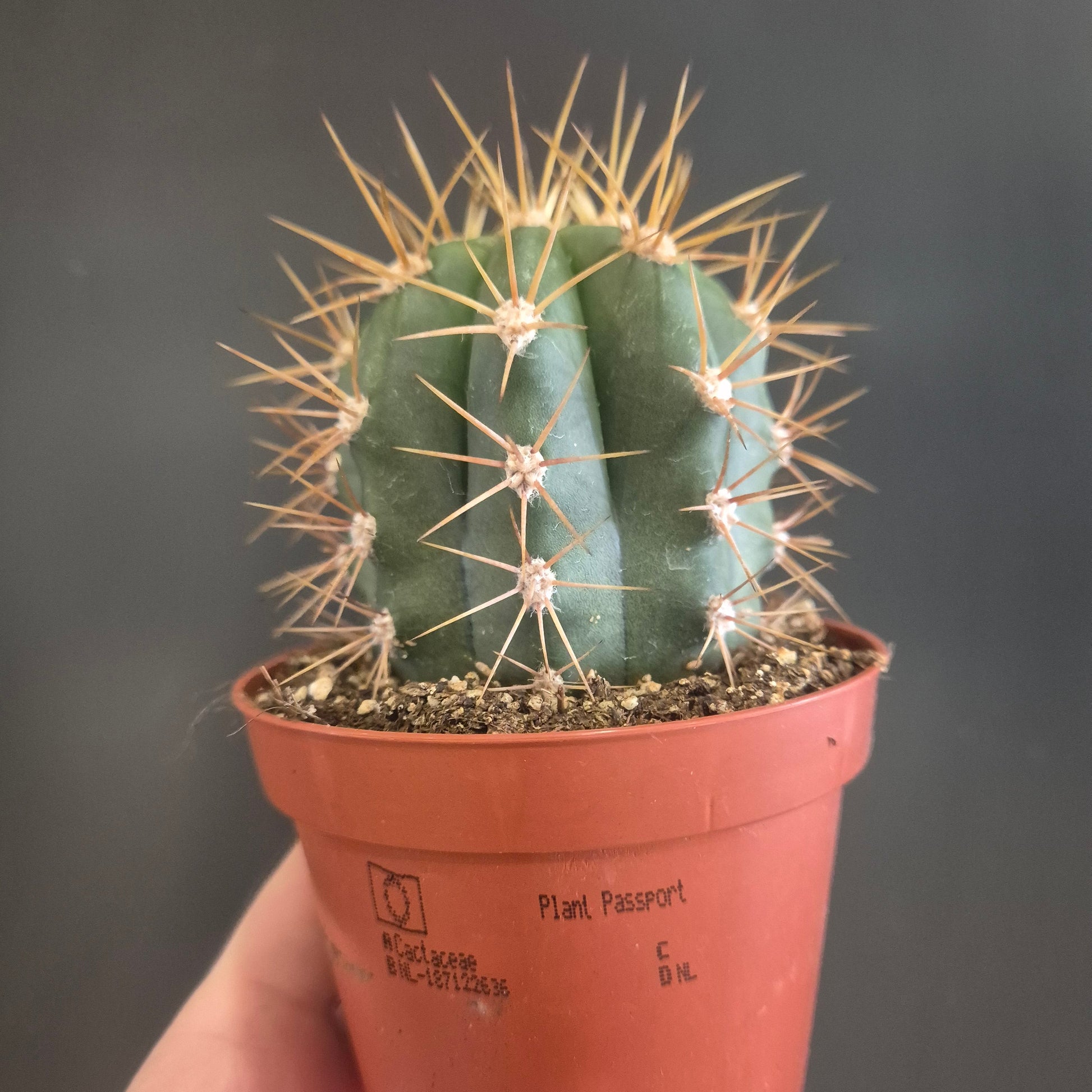 Cactus plant in a small pot held by a hand against a dark background
