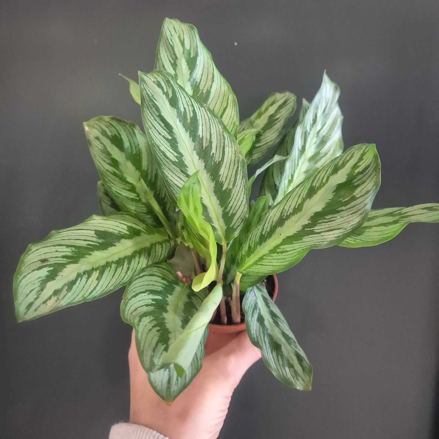 Calathea Beauty Star - Prayer Plant - 7cm | Houseplant