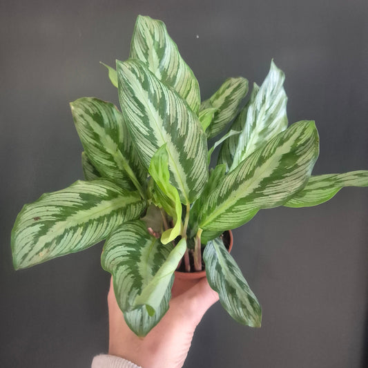 Calathea Beauty Star - Prayer Plant - 7cm | Houseplant