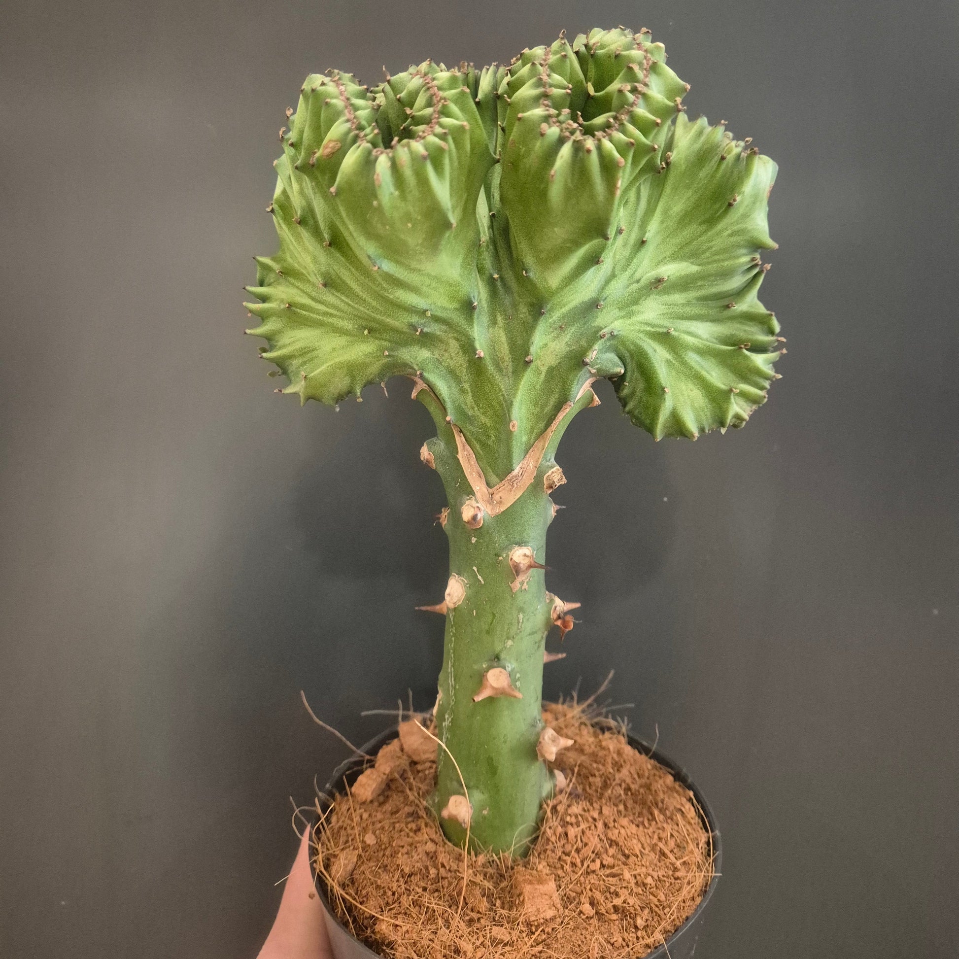 Cactus plant in a pot against a dark background
