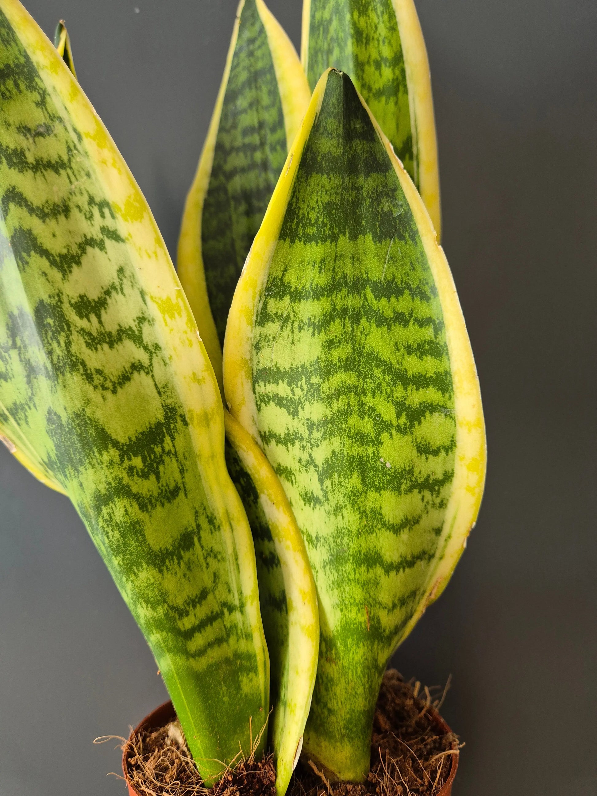 Sansevieria | Snake Plant | Houseplant Plant Paradise By Gemma