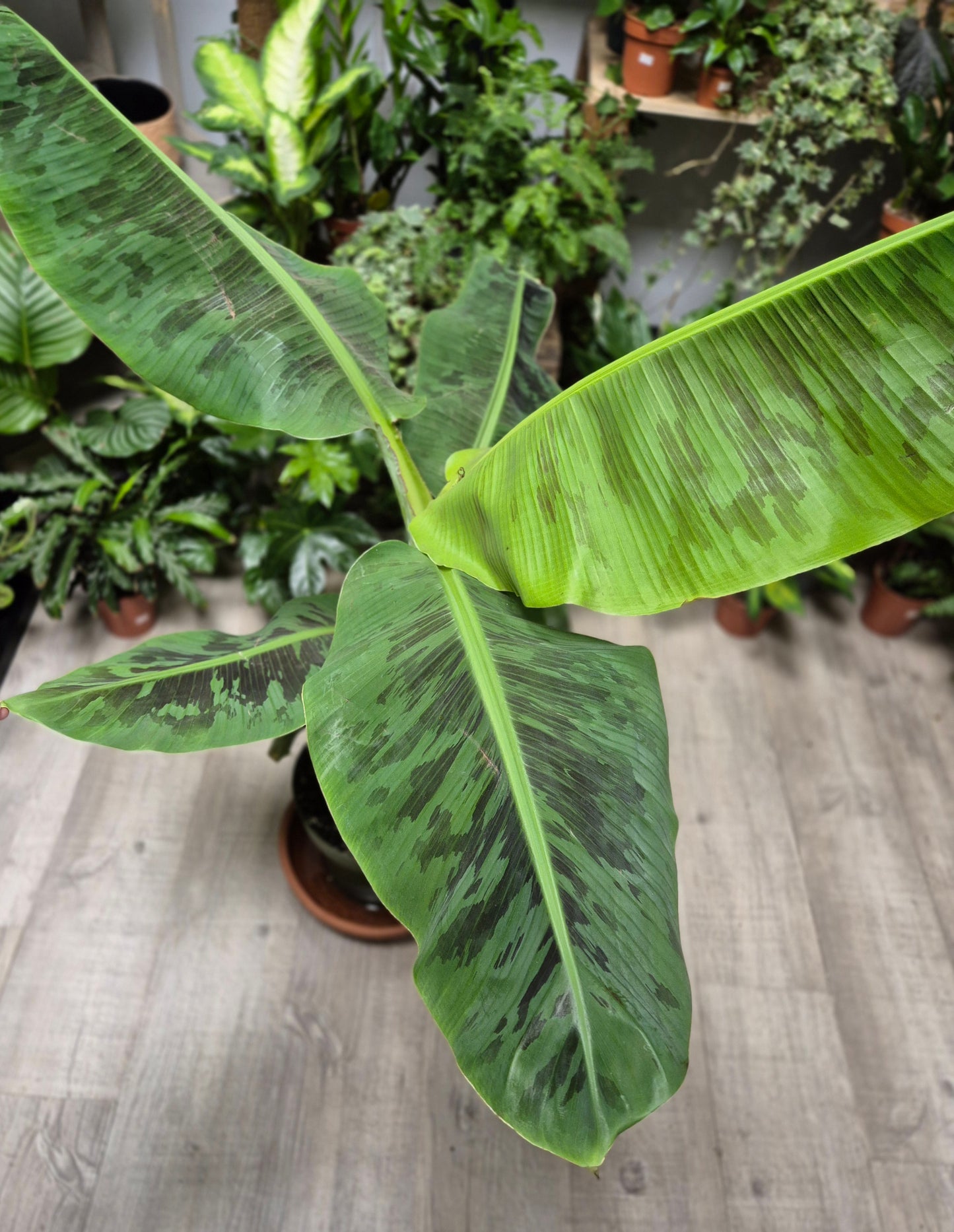 Musa Dwarf Cavendish - Banana Plant | Houseplant