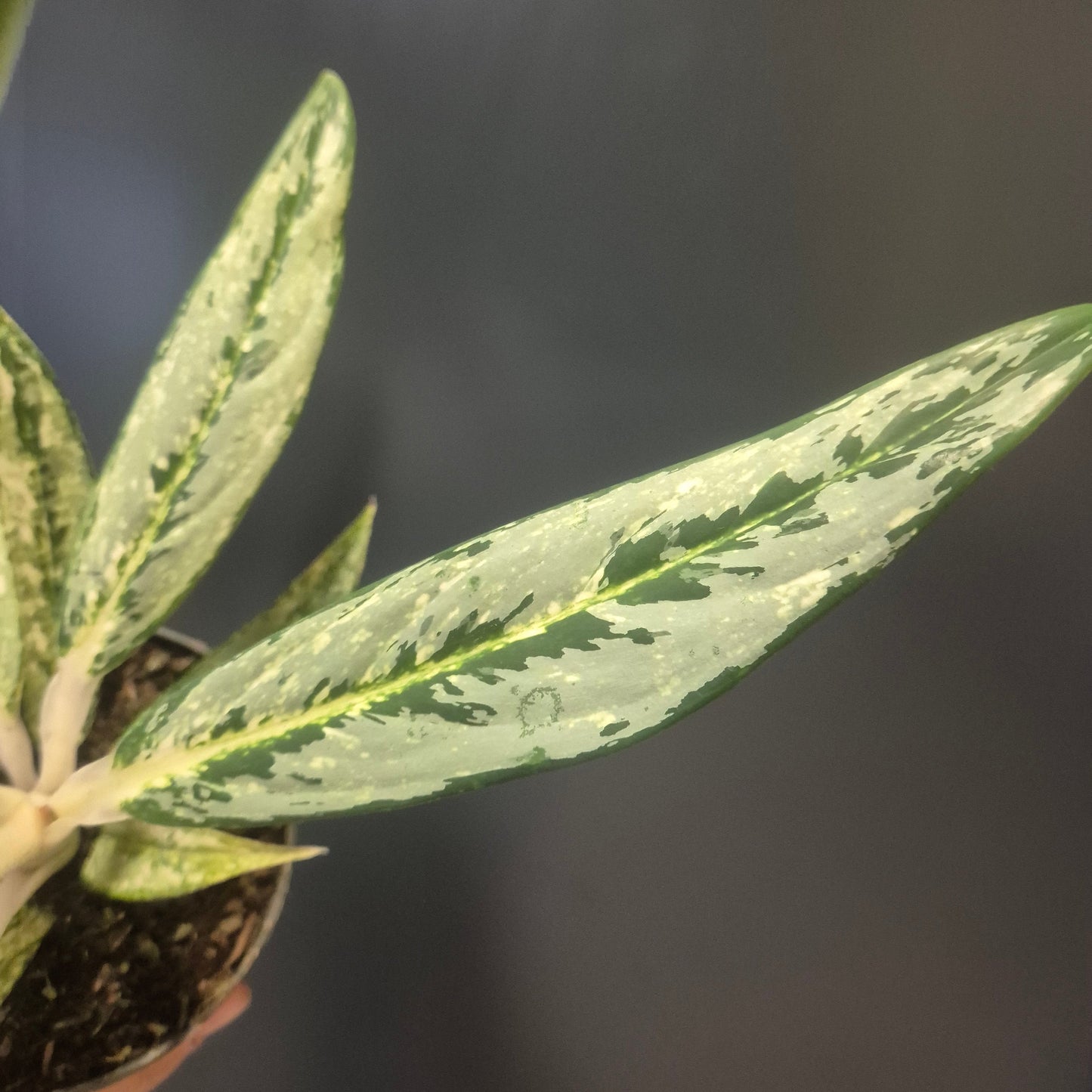 Aglaonema Matcha Lemon - Chinese Evergreen - 12cm | Houseplant