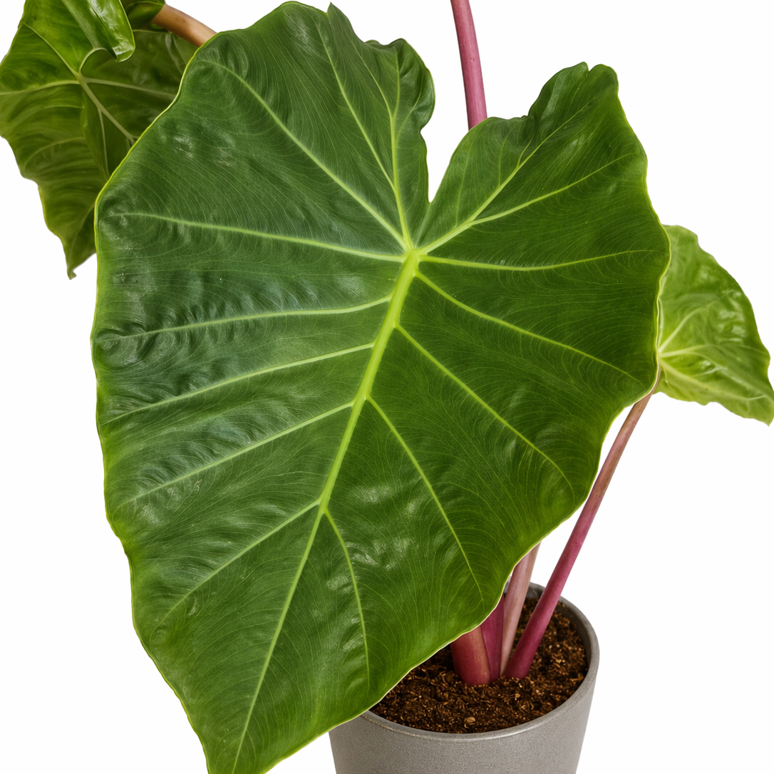 Potted plant with large green leaves on a white background