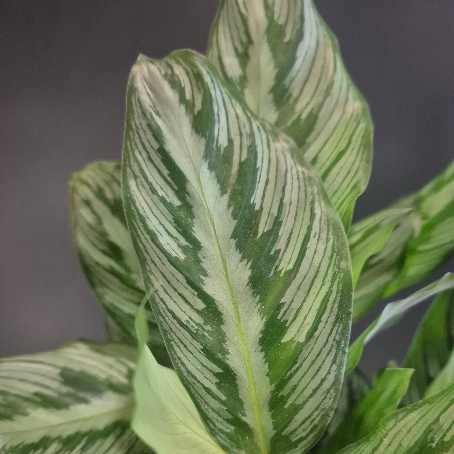 Calathea Beauty Star - Prayer Plant - 7cm | Houseplant
