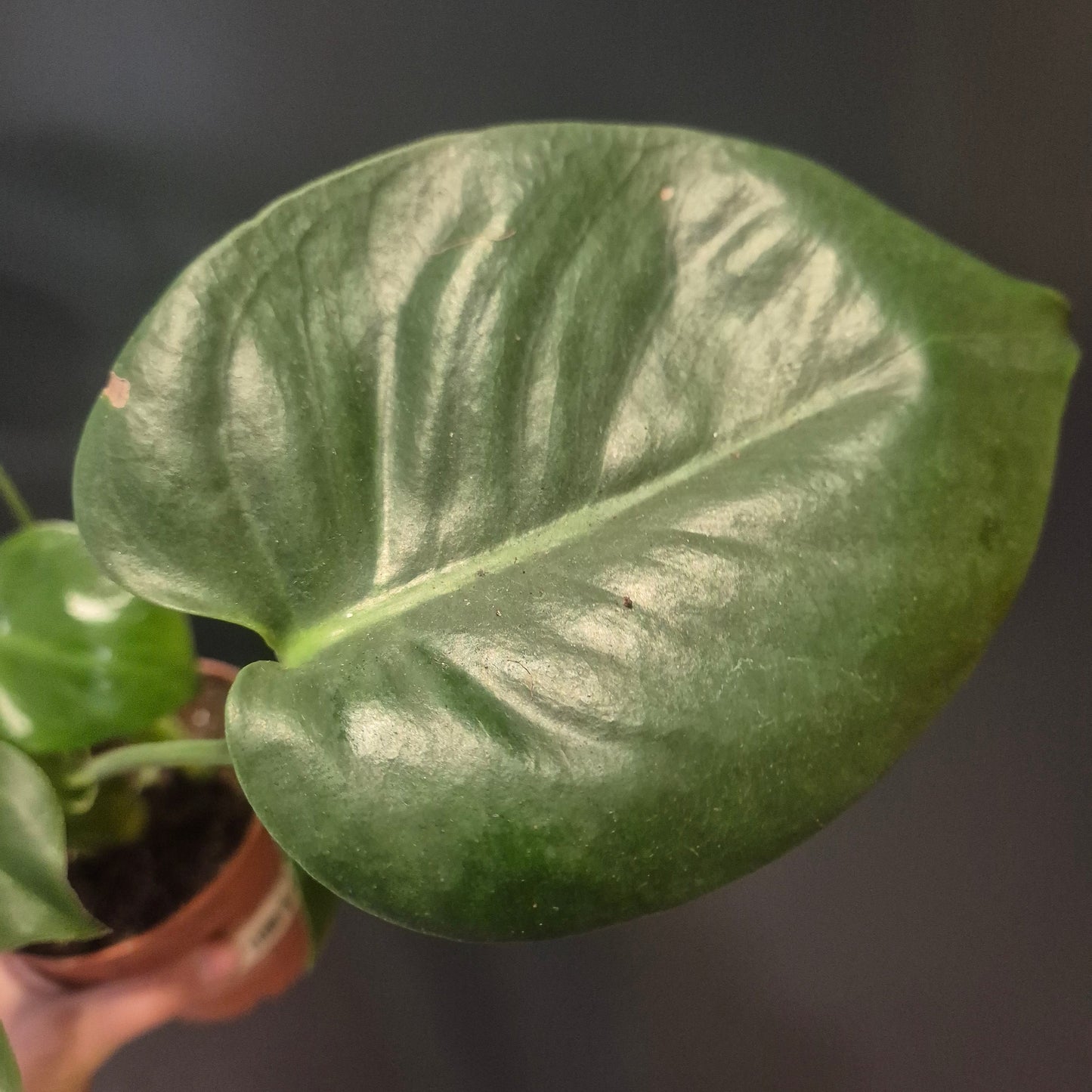 Monstera Deliciosa - Cheese Plant - 12cm | Houseplant
